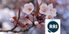 RRI_Tools__Kirschblueten.jpg