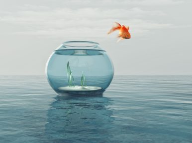 Fish jumps out of bowl