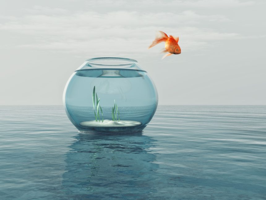 Fish jumps out of bowl